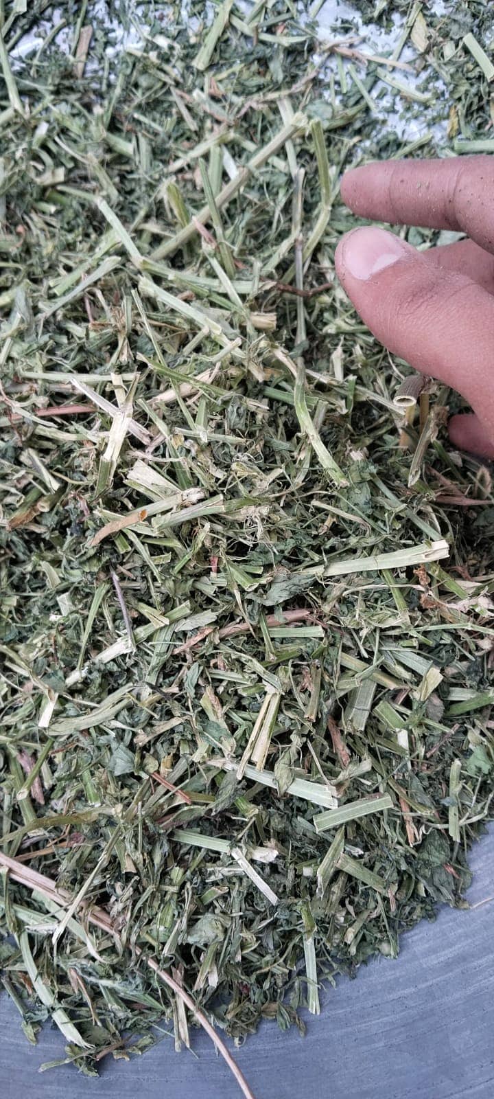 Alfalfa Hay ( Dry Losan ) 3