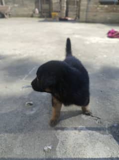 German shepherd triple coat female