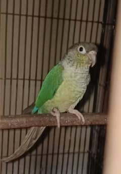 Blue torquise conure white footed female with DNA