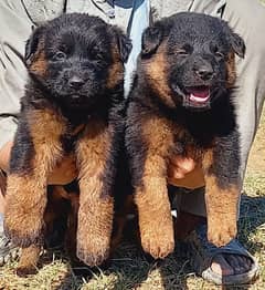 German shepherd puppies available for sale