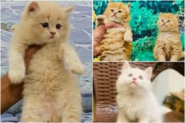 Persian kitten cats