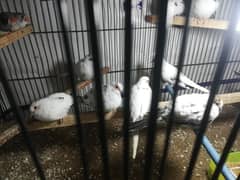 Diamond pied doves/breeder pairs