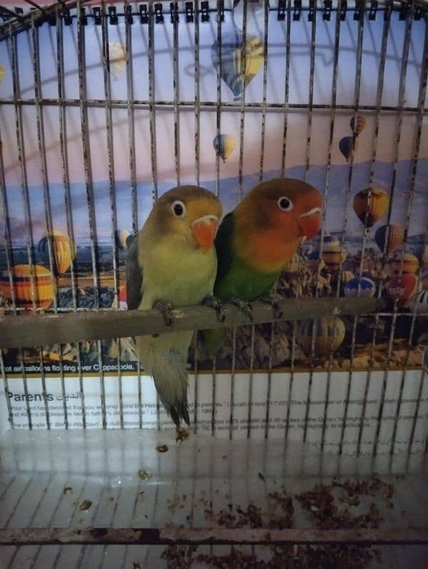 Love Birds Chicks 2