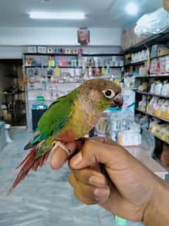 2 semi Tame Conure