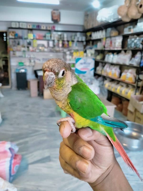 2 semi Tame Conure 2