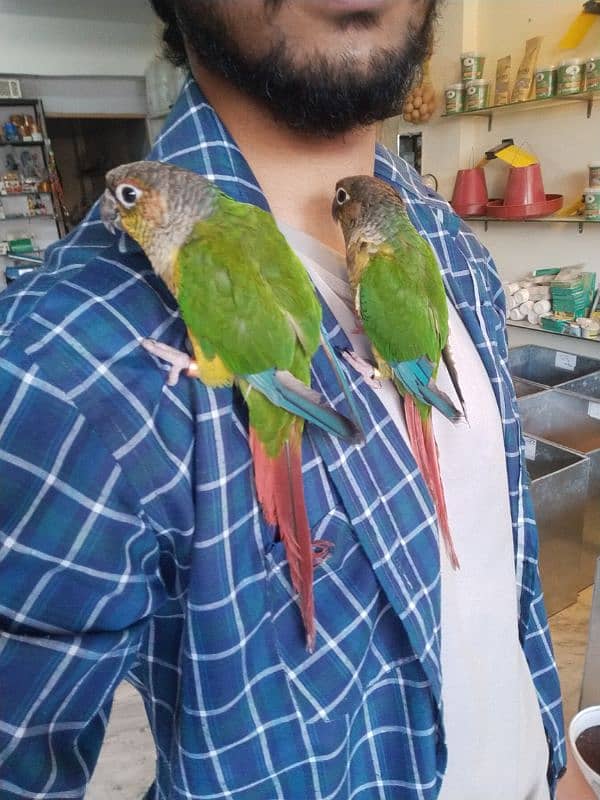 2 semi Tame Conure 4