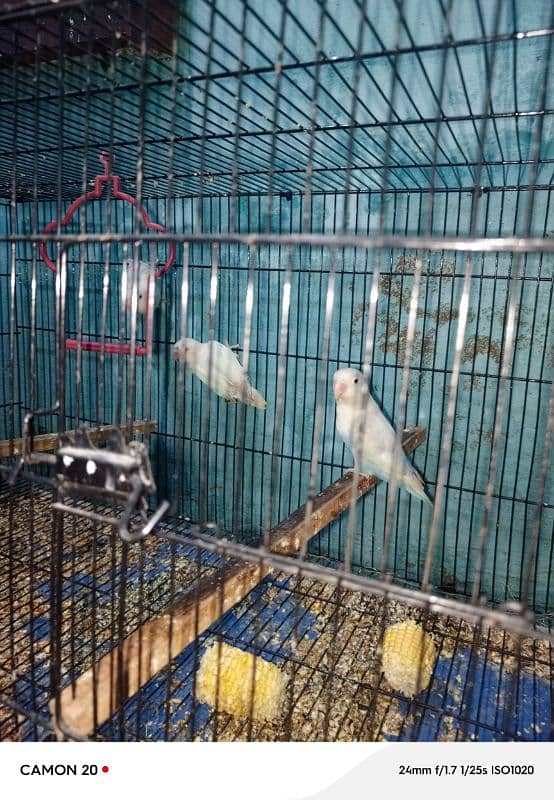 parrot sale all set up 3