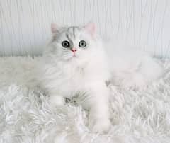 Persian cats My WhatsApp 03015880301