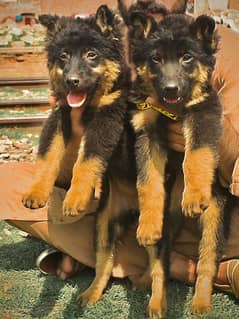 German shepherd Dogs My WhatsApp 03015880301