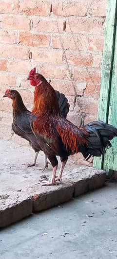 گھر کے پلے دیسی مرغے مرغیاں Egg Laying Hens