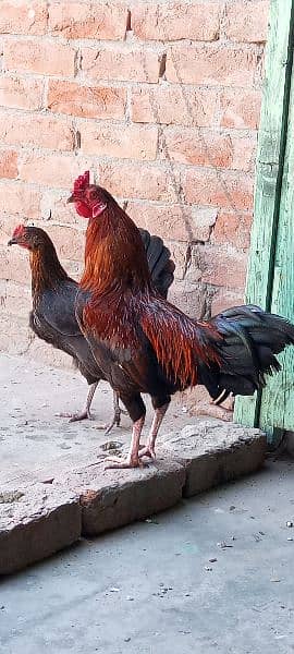 گھر کے پلے دیسی مرغے مرغیاں Egg Laying Hens 0