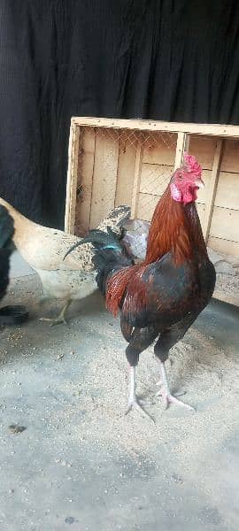 گھر کے پلے دیسی مرغے مرغیاں Egg Laying Hens 1