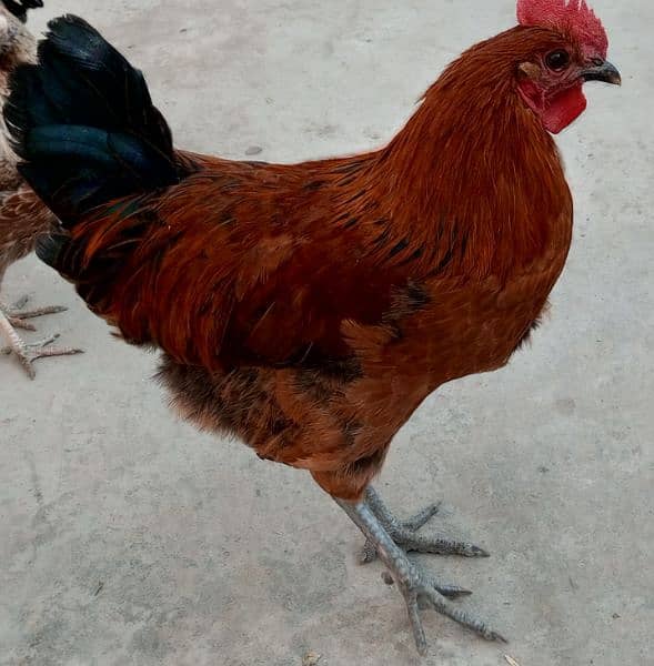 گھر کے پلے دیسی مرغے مرغیاں Egg Laying Hens 3