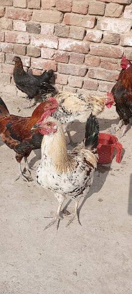 گھر کے پلے دیسی مرغے مرغیاں Egg Laying Hens 4