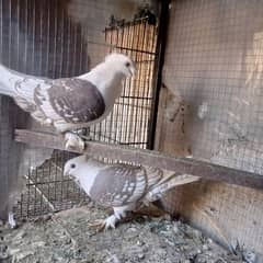 fancy pigeon for sale