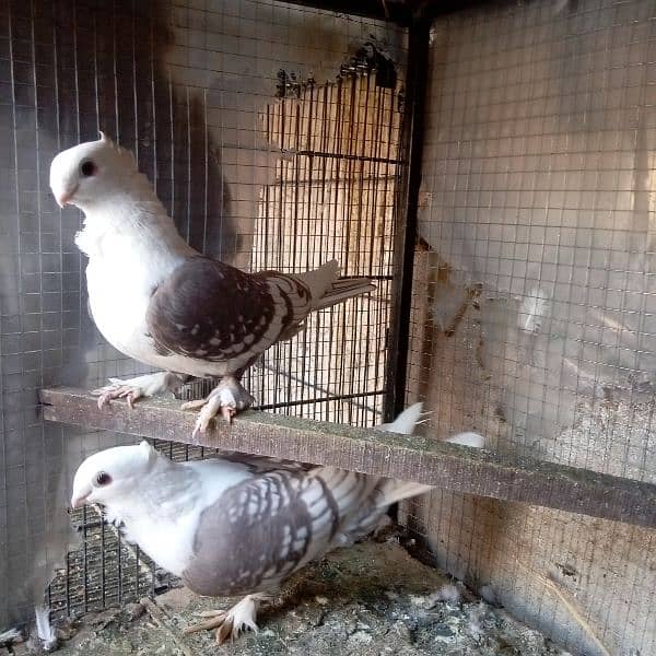 fancy pigeon for sale 1