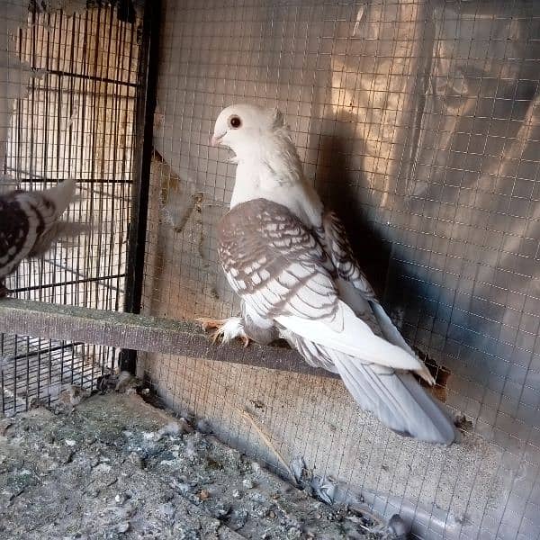 fancy pigeon for sale 2