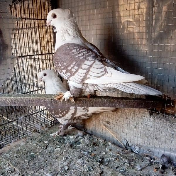 fancy pigeon for sale 3