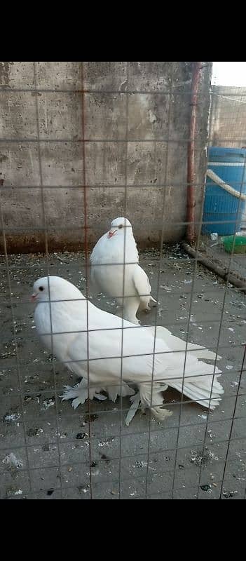 fancy pigeon for sale 6