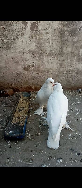 fancy pigeon for sale 7