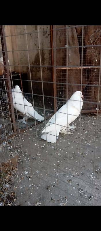 fancy pigeon for sale 8