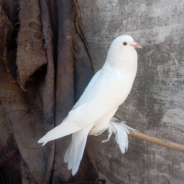 fancy pigeon for sale 9