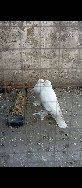 fancy pigeon for sale 10