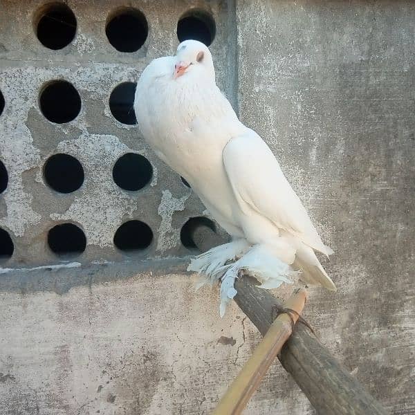 fancy pigeon for sale 12