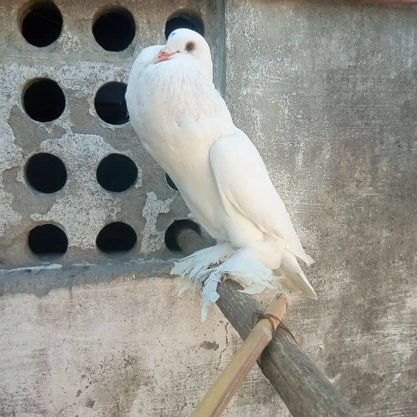 fancy pigeon for sale 13