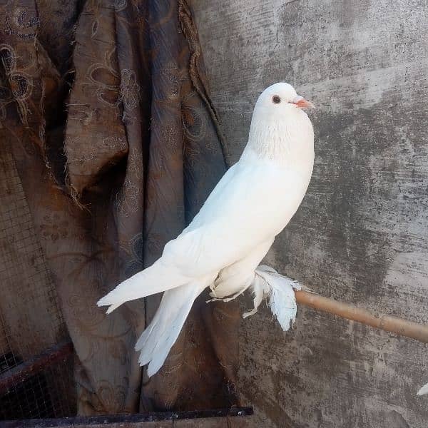 fancy pigeon for sale 14