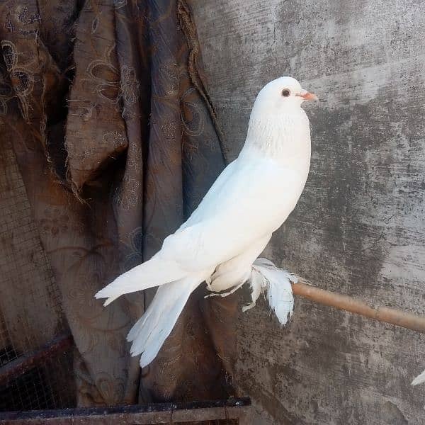 fancy pigeon for sale 15