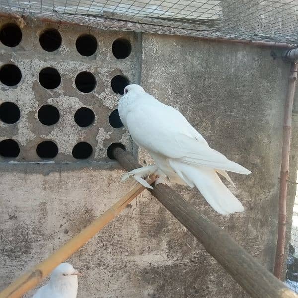 fancy pigeon for sale 16