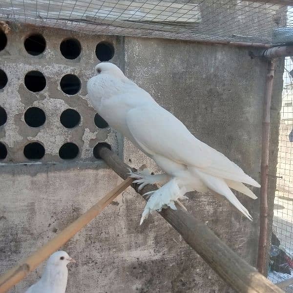 fancy pigeon for sale 17