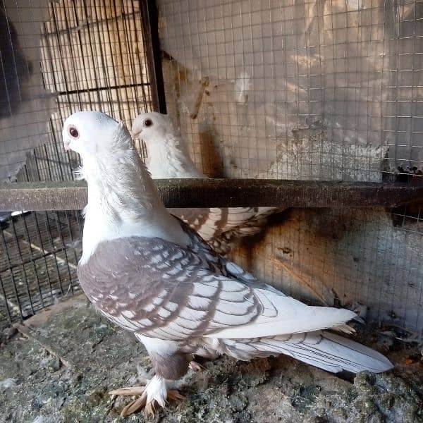 fancy pigeon for sale 18