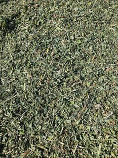 Alfalfa Hay ( Dry Losan )