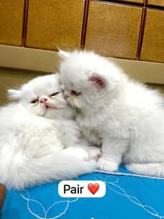 Persian cats My WhatsApp 03015880301