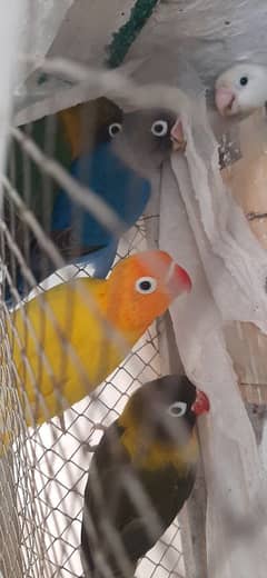 Love Birds breeder pair with eggs