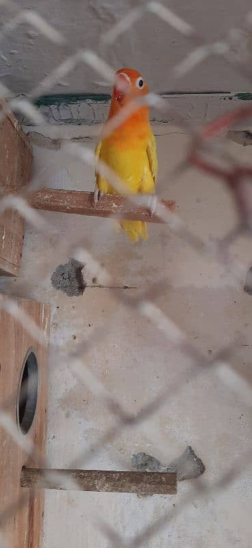 Love Birds breeder pair with eggs 2