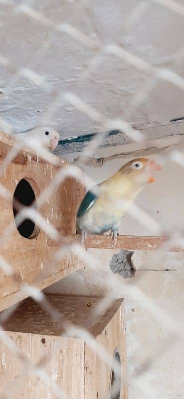 Love Birds breeder pair with eggs 3