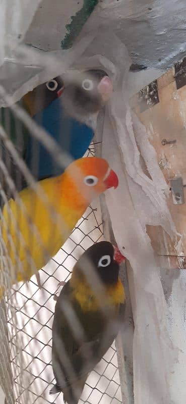 Love Birds breeder pair with eggs 4