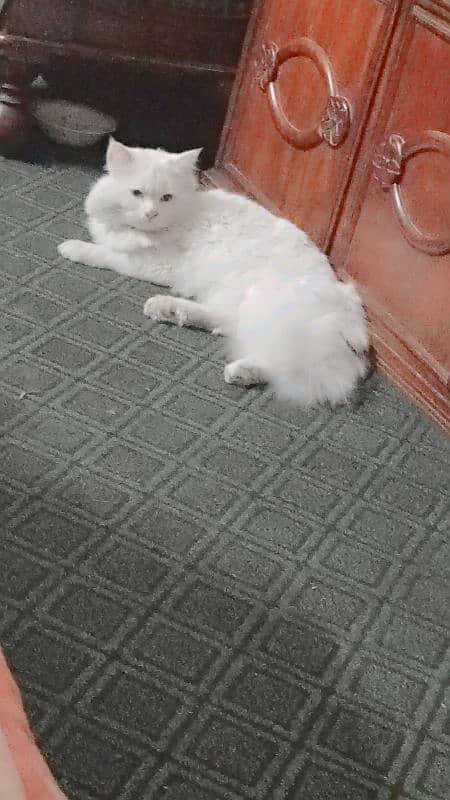 Persian Cat 1