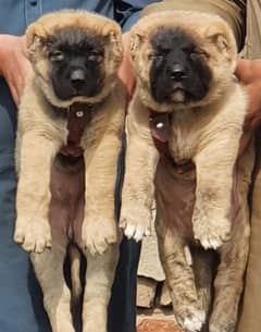 king Turkish kangal pair dabal hadi ful security dogs for sale