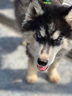 Siberian Husky odd eyes