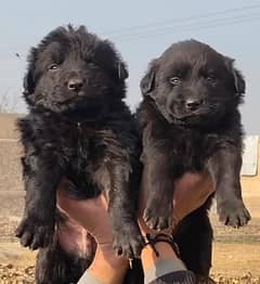 German Shepherd pupies/ black Shepherd pair for sale