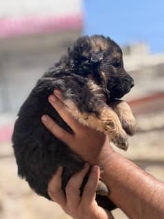 proper long caot male puppy