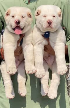 alabai security dog 2 month pair for sale heavy bone