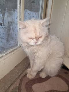 Persian cat male