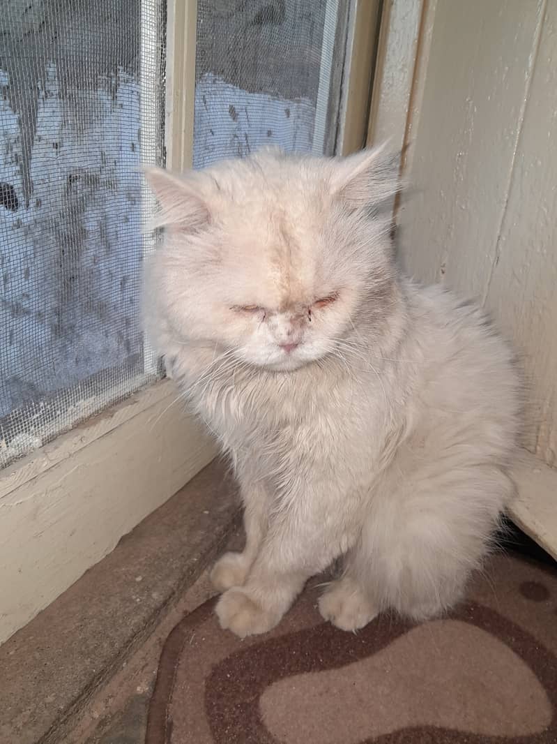 Persian cat male 0