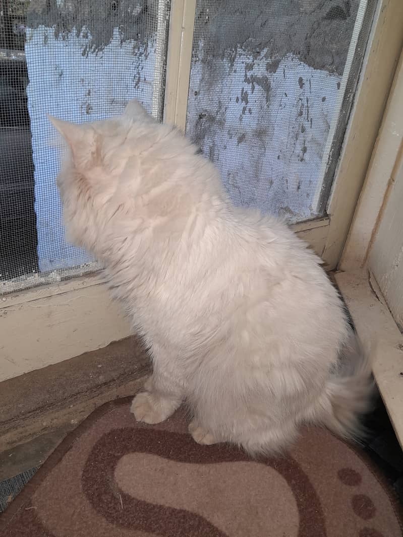 Persian cat male 2