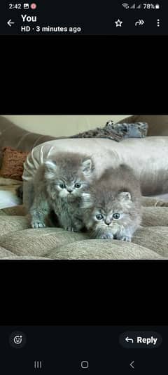 pure persian punch face kittens